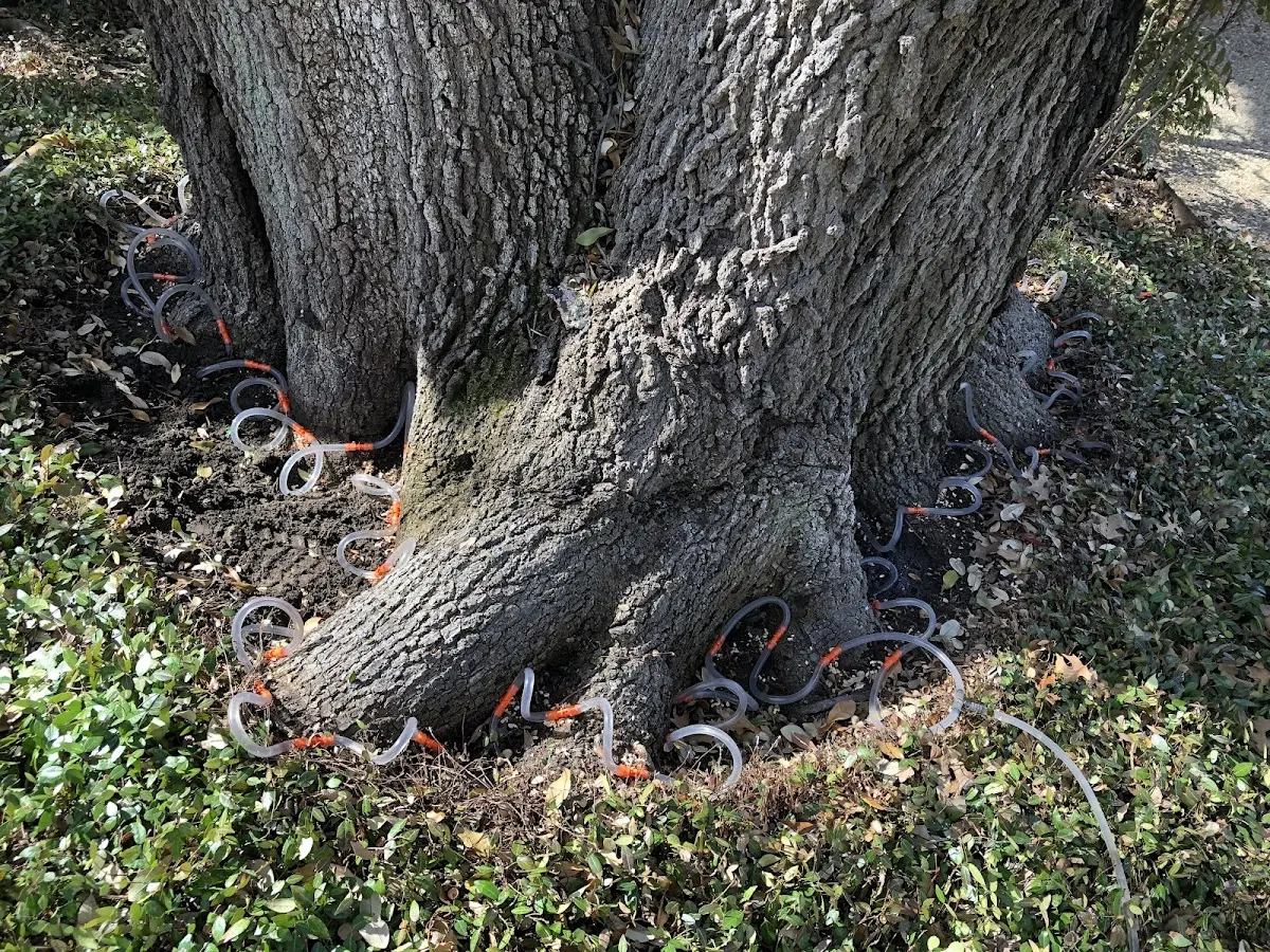Detailed Tree Cabling and Bracing job site in Quinwood