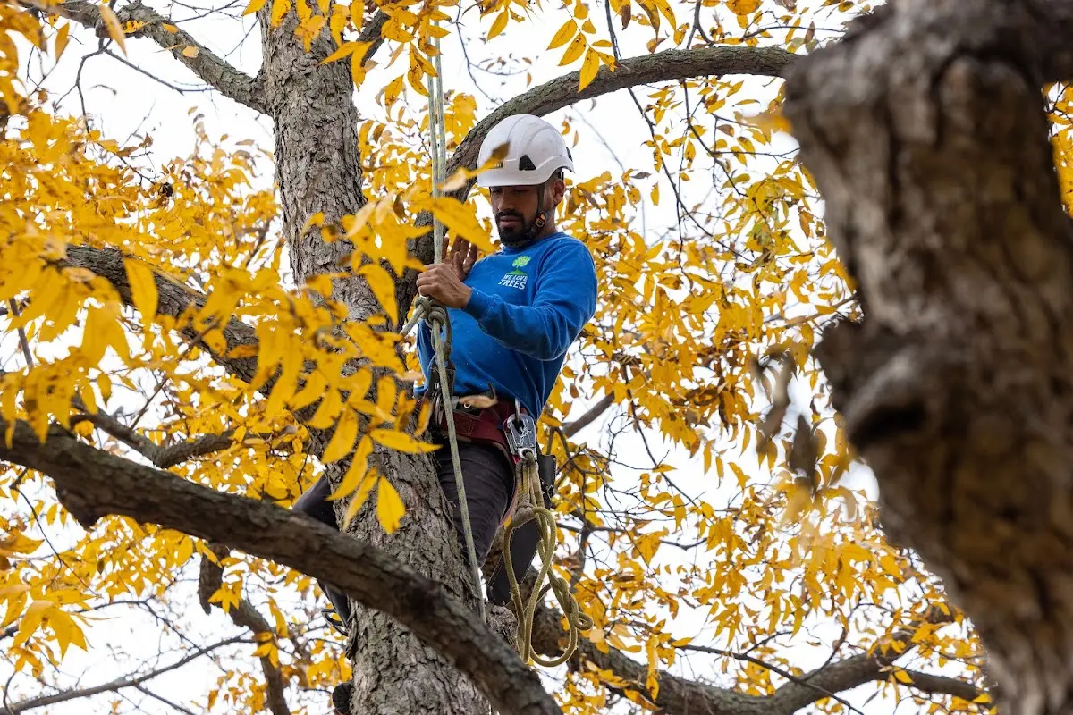 Skilled Tree Pruning crew working in Quinwood